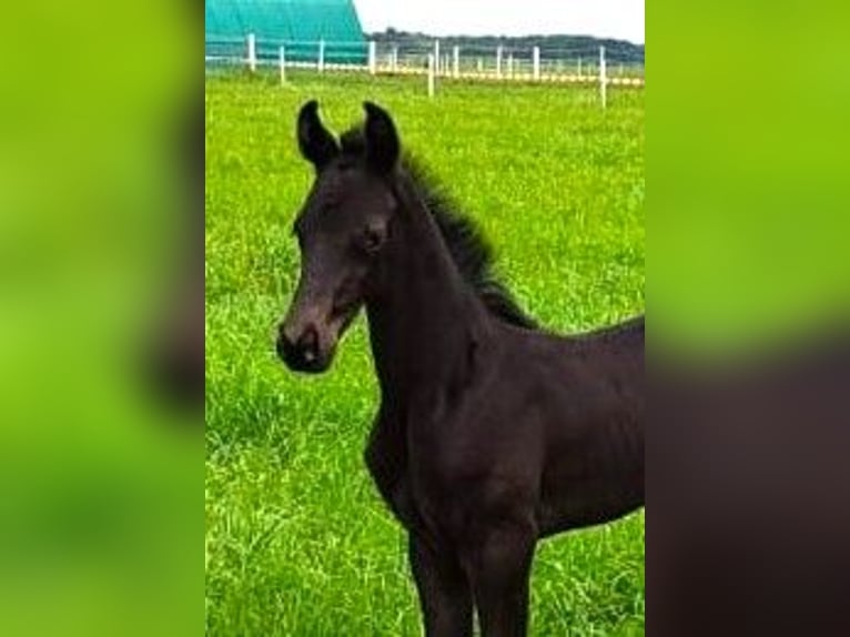 Oldenburger Merrie veulen (05/2024) Zwartbruin in Hankensbüttel