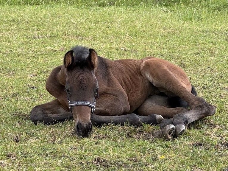 Oldenburger Merrie Veulen (05/2025) Zwartbruin in Veeningen