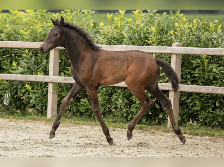 Oldenburger Merrie Veulen (05/2025) Zwartbruin in Veeningen