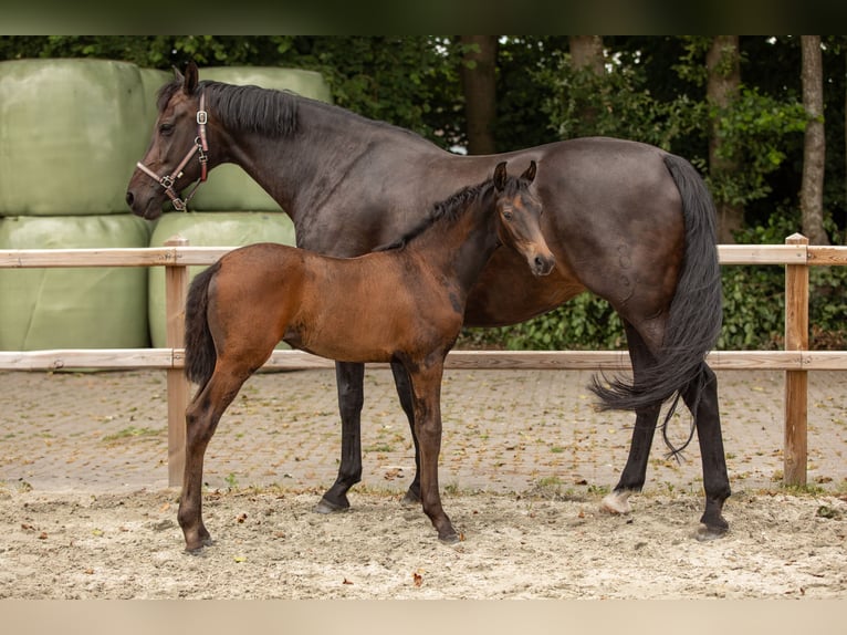 Oldenburger Merrie Veulen (05/2025) Zwartbruin in Veeningen