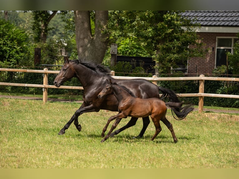 Oldenburger Merrie Veulen (05/2025) Zwartbruin in Veeningen