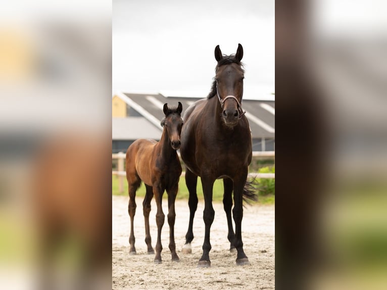 Oldenburger Merrie Veulen (05/2025) Zwartbruin in Veeningen