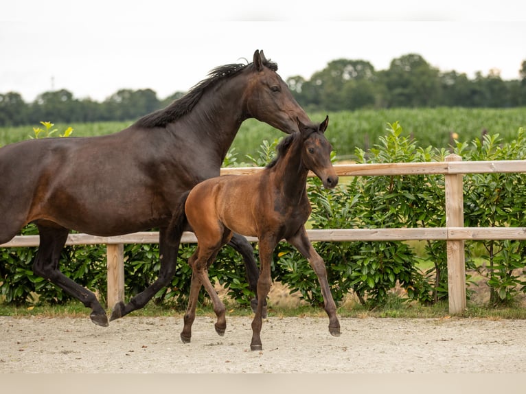 Oldenburger Merrie Veulen (05/2025) Zwartbruin in Veeningen