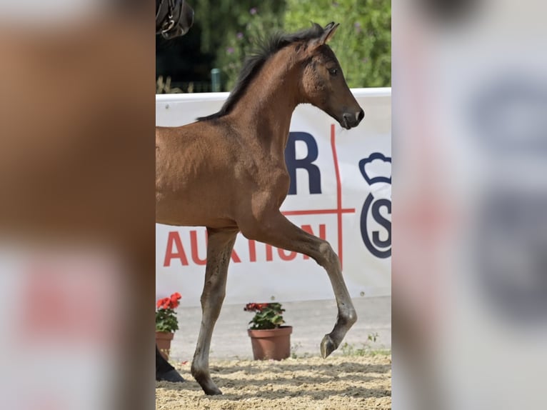 Oldenburger Merrie veulen (04/2024) Zwartbruin in Homberg (Ohm)