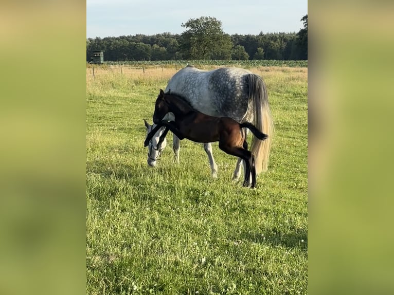 Oldenburger Merrie Veulen (06/2026) Zwartbruin in Stuhr