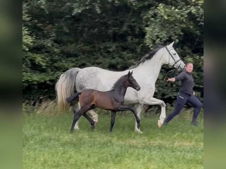 Oldenburger Merrie Veulen (06/2026) Zwartbruin in Stuhr