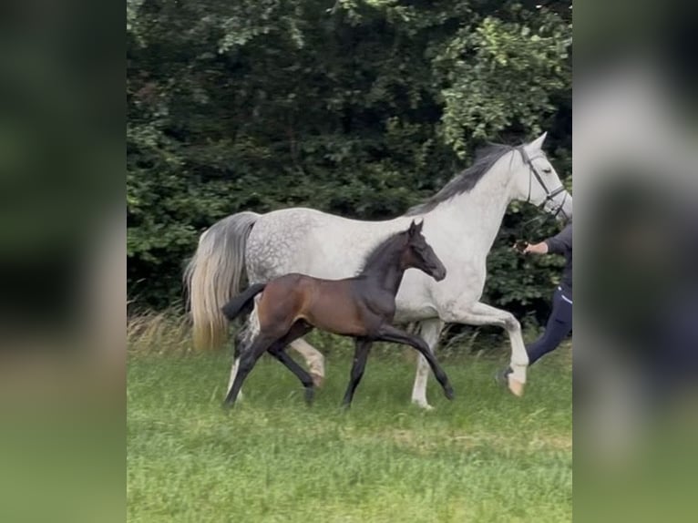Oldenburger Merrie Veulen (06/2026) Zwartbruin in Stuhr