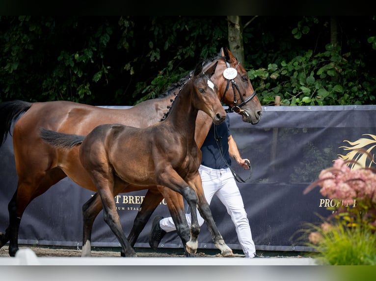 Oldenburger Merrie Veulen (05/2025) Zwartbruin in Radostowice