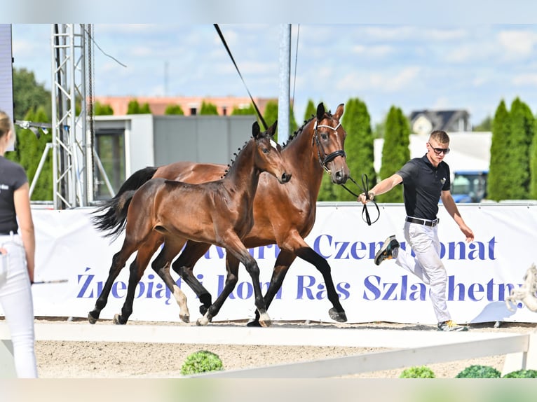 Oldenburger Merrie Veulen (05/2025) Zwartbruin in Radostowice