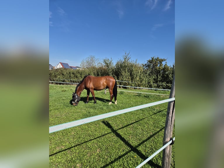 Oldenburger Mix Ruin 10 Jaar 155 cm Bruin in Kolitzheim