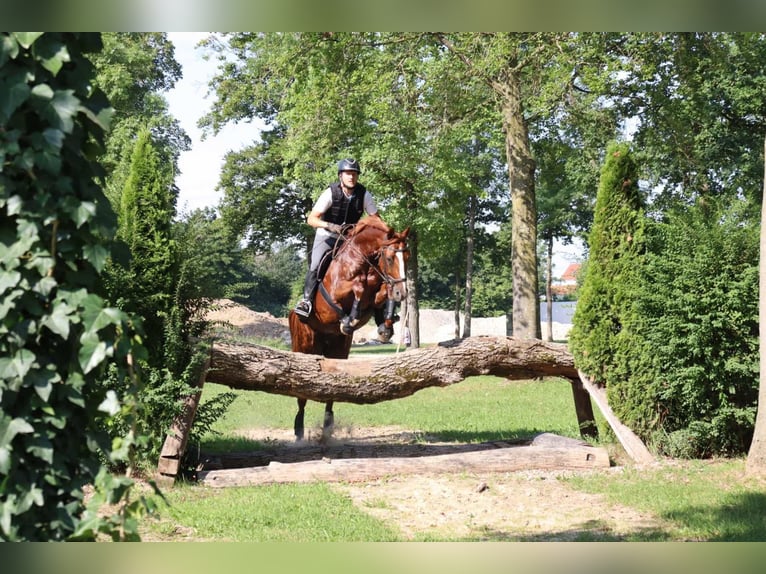 Oldenburger Ruin 10 Jaar 162 cm Vos in Bad Ischl