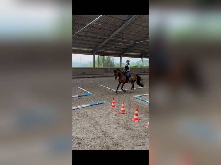Oldenburger Ruin 10 Jaar 163 cm Bruin in Rheinfelden