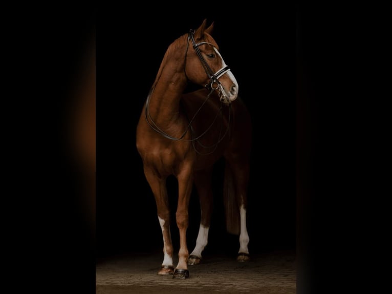 Oldenburger Ruin 10 Jaar 166 cm Donkere-vos in Sigmarszell