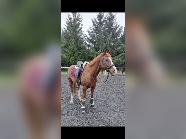 Oldenburger Ruin 10 Jaar 166 cm Donkere-vos in Sigmarszell