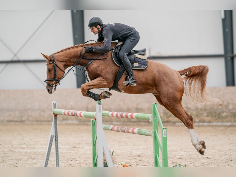 Oldenburger Ruin 10 Jaar 168 cm Roodbruin in Zduchovice