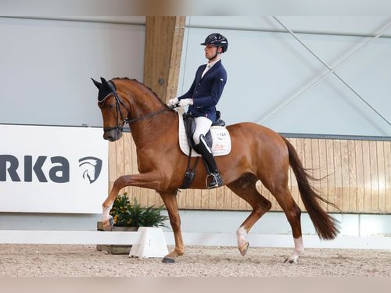 Oldenburger Ruin 10 Jaar 169 cm Vos in Pilisjászfalu