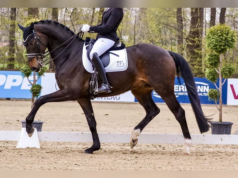 Oldenburger Ruin 10 Jaar 170 cm Bruin in Paderborn