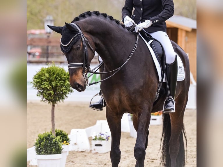 Oldenburger Ruin 10 Jaar 170 cm Bruin in Paderborn