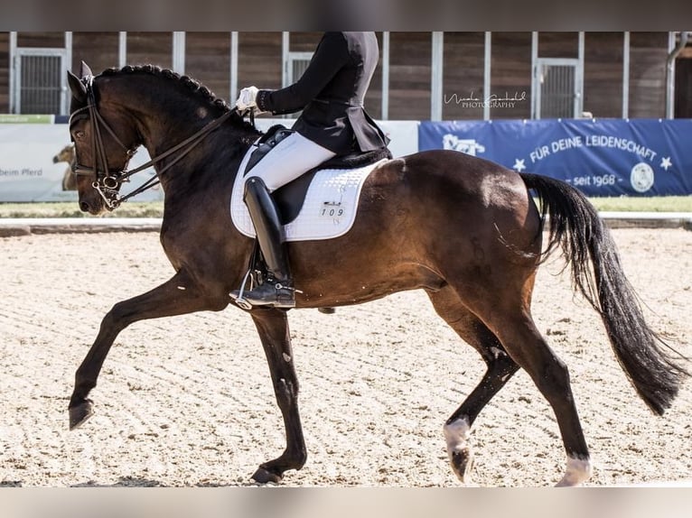 Oldenburger Ruin 10 Jaar 170 cm Bruin in Paderborn