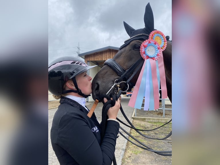 Oldenburger Ruin 10 Jaar 170 cm Bruin in Paderborn