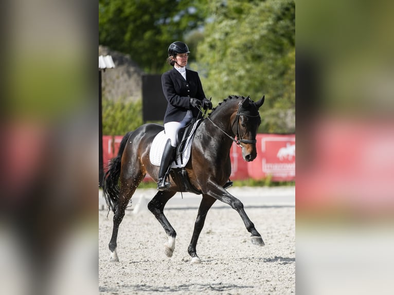 Oldenburger Ruin 10 Jaar 170 cm Zwartbruin in S&#x142;omczyn