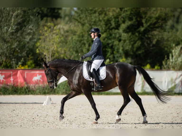 Oldenburger Ruin 10 Jaar 170 cm Zwartbruin in S&#x142;omczyn