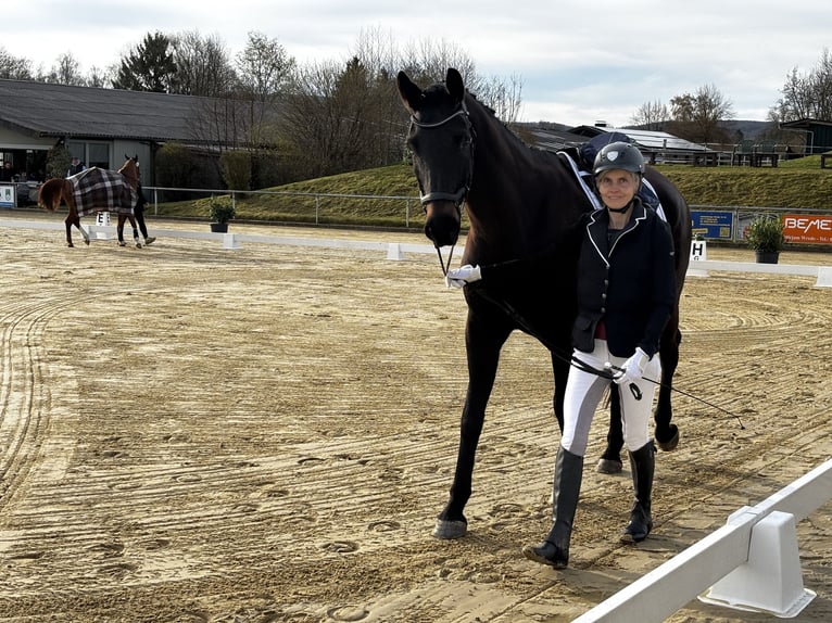 Oldenburger Ruin 10 Jaar 170 cm Zwartbruin in Westgreußen