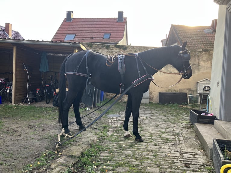 Oldenburger Ruin 10 Jaar 170 cm Zwartbruin in Westgreußen