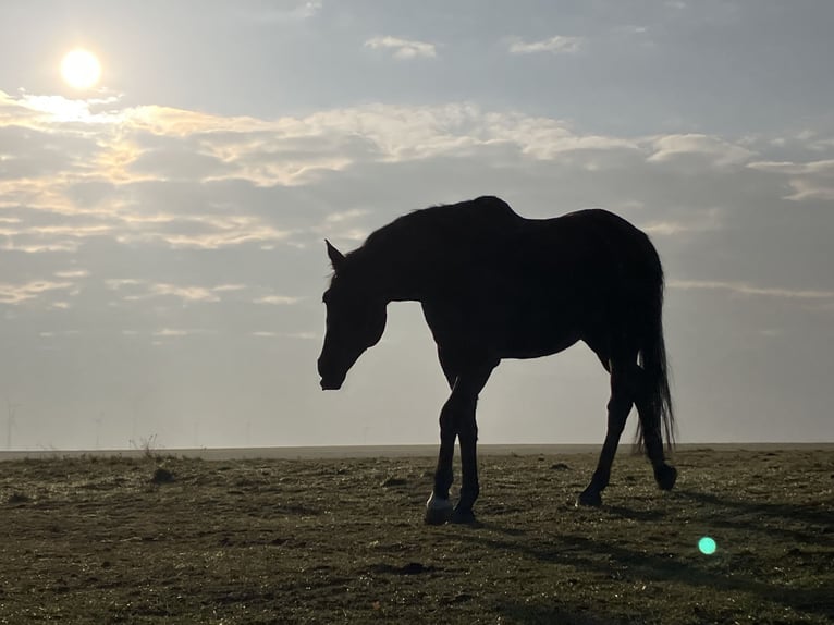 Oldenburger Ruin 10 Jaar 170 cm Zwartbruin in Westgreußen