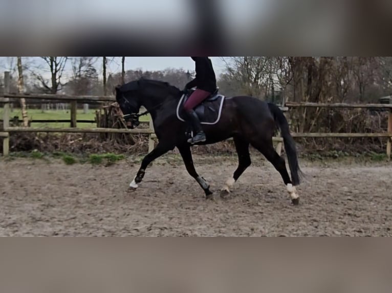 Oldenburger Ruin 10 Jaar 172 cm Zwartbruin in Wachtendonk
