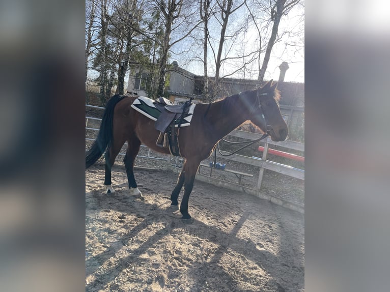 Oldenburger Ruin 10 Jaar 174 cm Bruin in Eichigt