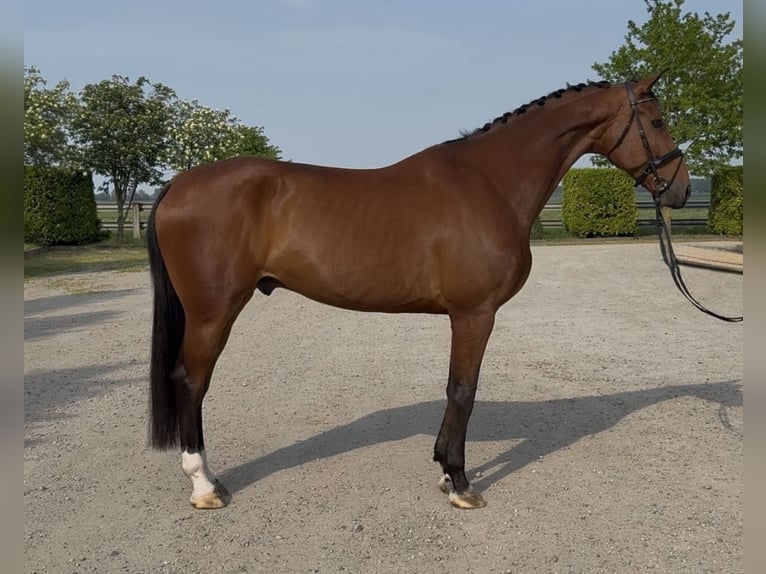 Oldenburger Ruin 10 Jaar 176 cm Bruin in Oud Gastel