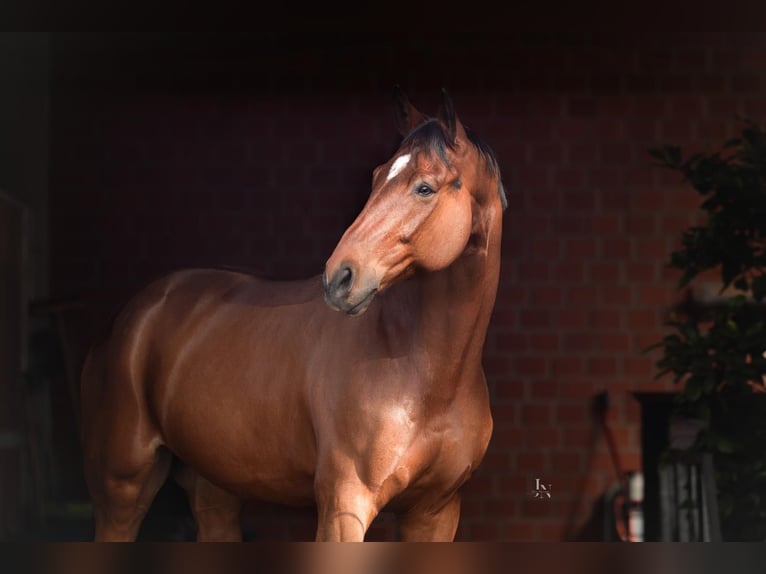 Oldenburger Ruin 10 Jaar 179 cm Bruin in Sandbostel