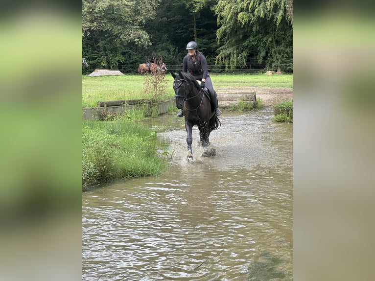 Oldenburger Ruin 10 Jaar 180 cm Zwart in D&#xFC;lmen