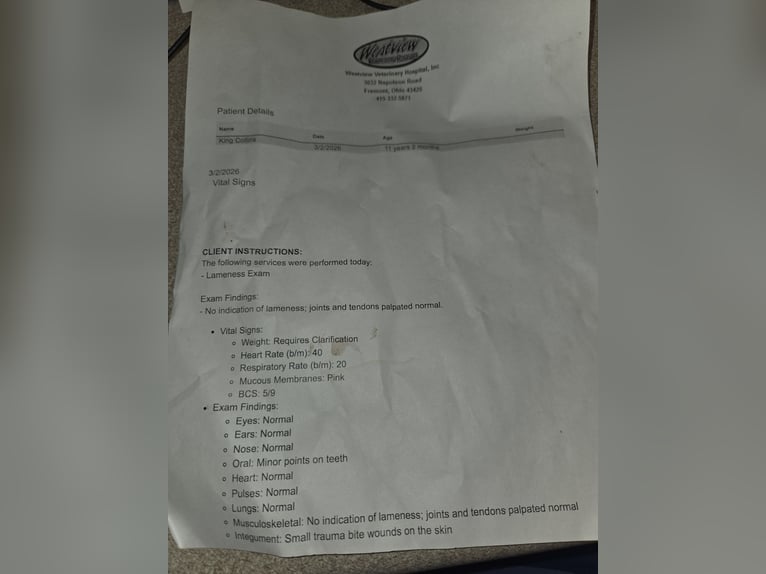 Oldenburger Mix Ruin 11 Jaar 160 cm Roodvos in Walbridge