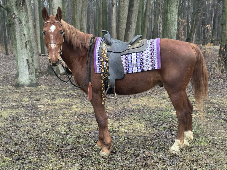 Oldenburger Mix Ruin 11 Jaar 160 cm Roodvos in Walbridge