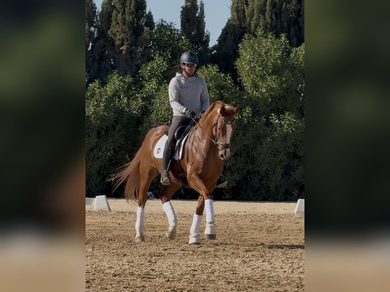 Oldenburger Ruin 11 Jaar 167 cm Donkere-vos in Coin