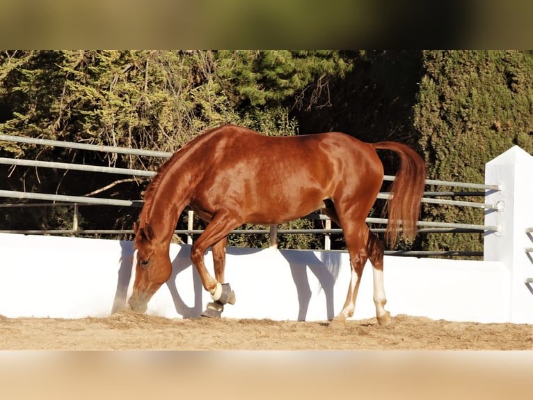 Oldenburger Ruin 11 Jaar 167 cm Donkere-vos in Elx/Elche