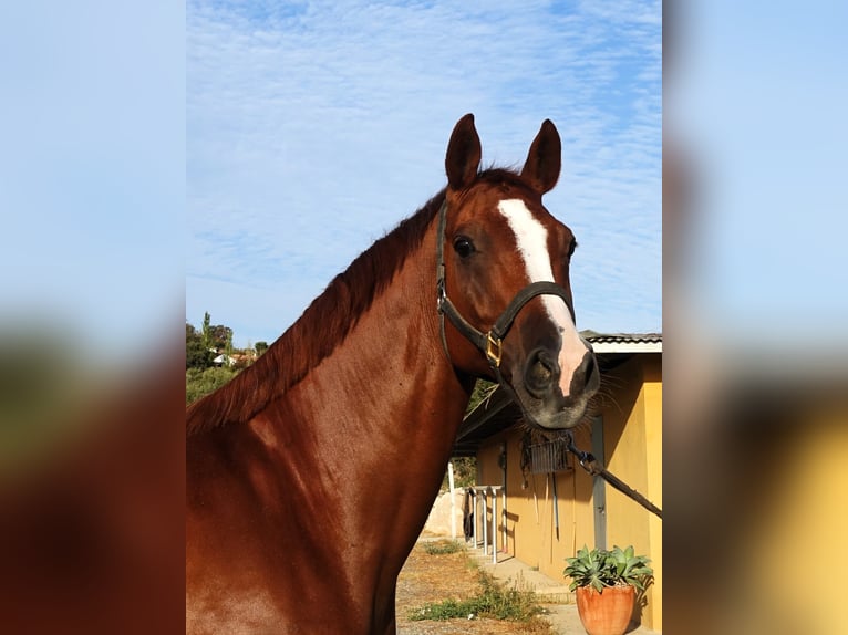 Oldenburger Ruin 11 Jaar 167 cm Donkere-vos in Elx/Elche