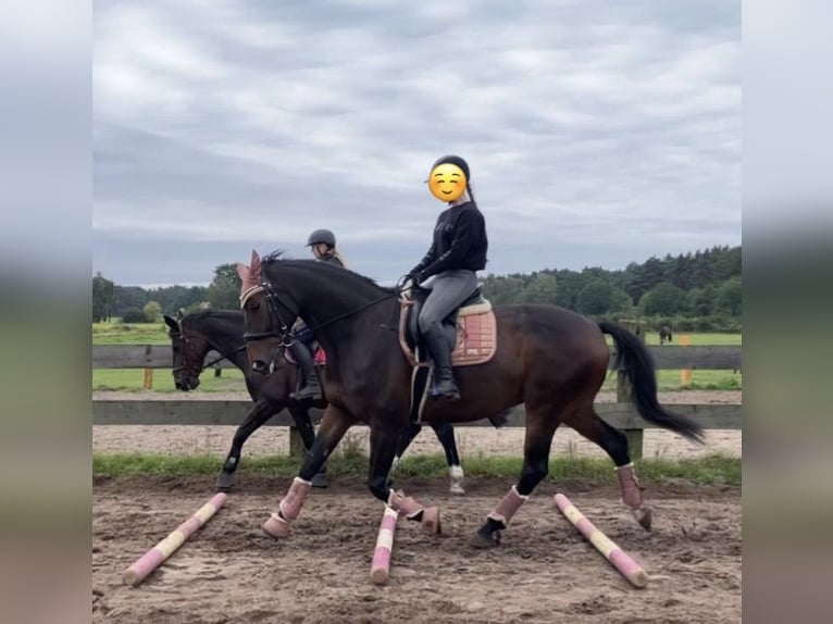 Oldenburger Ruin 11 Jaar 169 cm Zwartbruin in Lathen