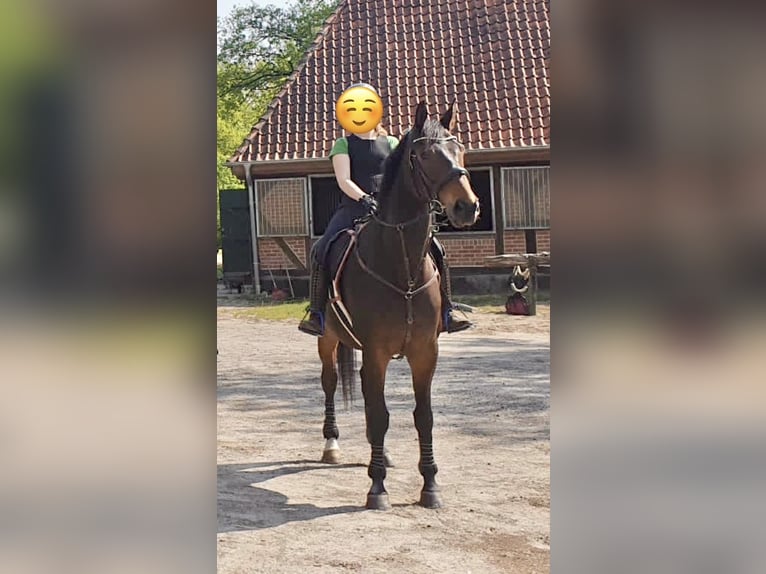Oldenburger Ruin 11 Jaar 169 cm Zwartbruin in Lathen