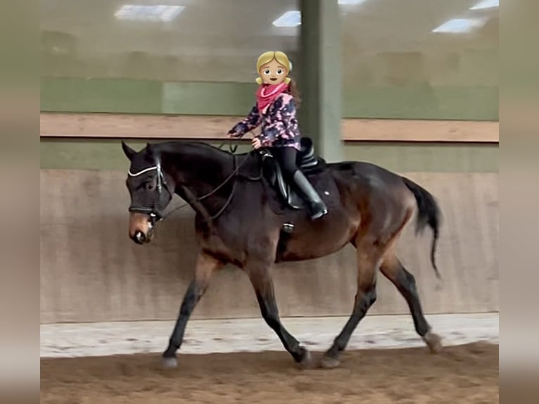 Oldenburger Ruin 11 Jaar 169 cm Zwartbruin in Lathen