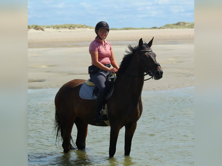 Oldenburger Ruin 11 Jaar 170 cm Donkerbruin in Leer (Ostfriesland)