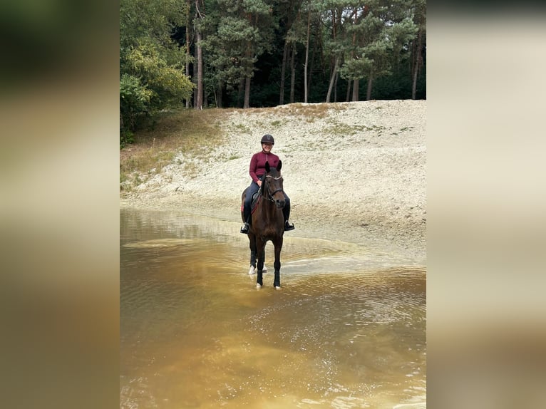 Oldenburger Ruin 11 Jaar 170 cm Donkerbruin in Leer (Ostfriesland)