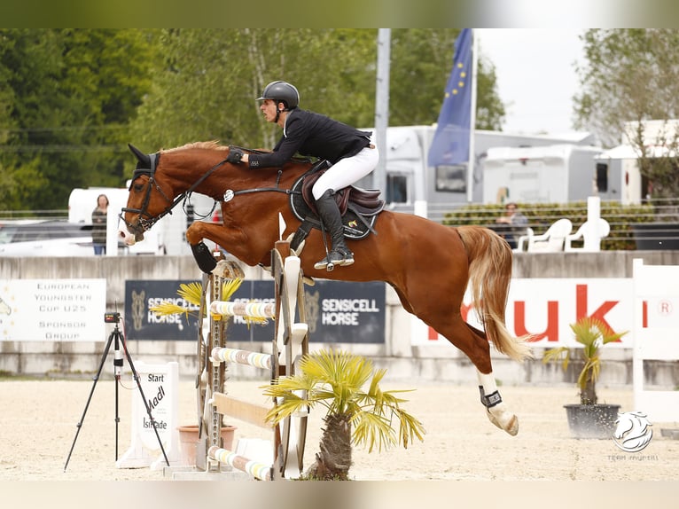 Oldenburger Ruin 11 Jaar 170 cm Vos in Aying