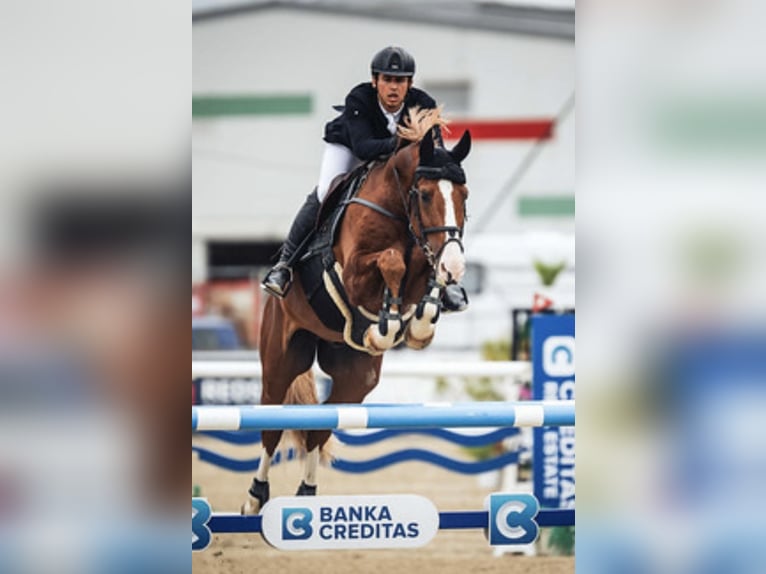 Oldenburger Ruin 11 Jaar 170 cm Vos in Aying