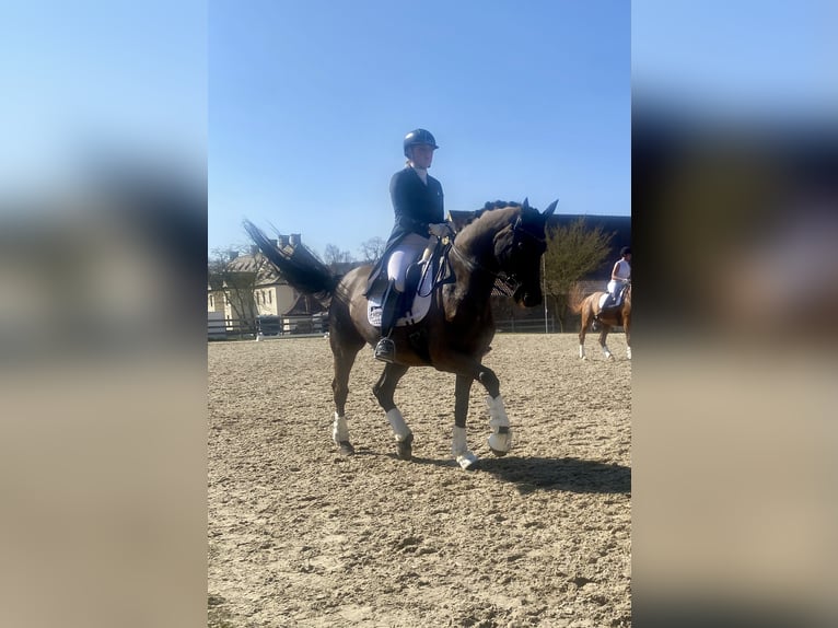 Oldenburger Ruin 11 Jaar 170 cm Zwart in Borchen