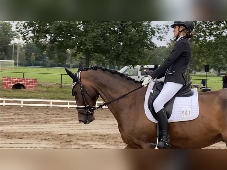 Oldenburger Ruin 11 Jaar 171 cm Donkerbruin in Halle