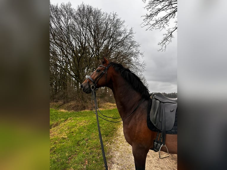 Oldenburger Ruin 11 Jaar 172 cm Bruin in Eersel