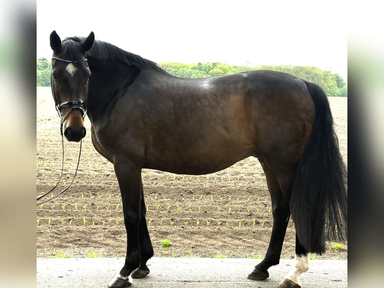 Oldenburger Ruin 11 Jaar 173 cm Bruin in Thuine